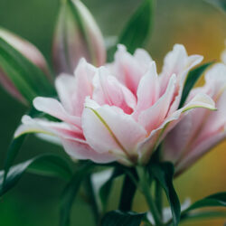 lily