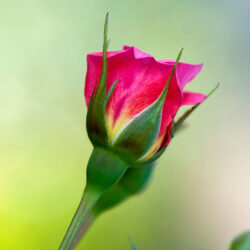 the-rose the-rose